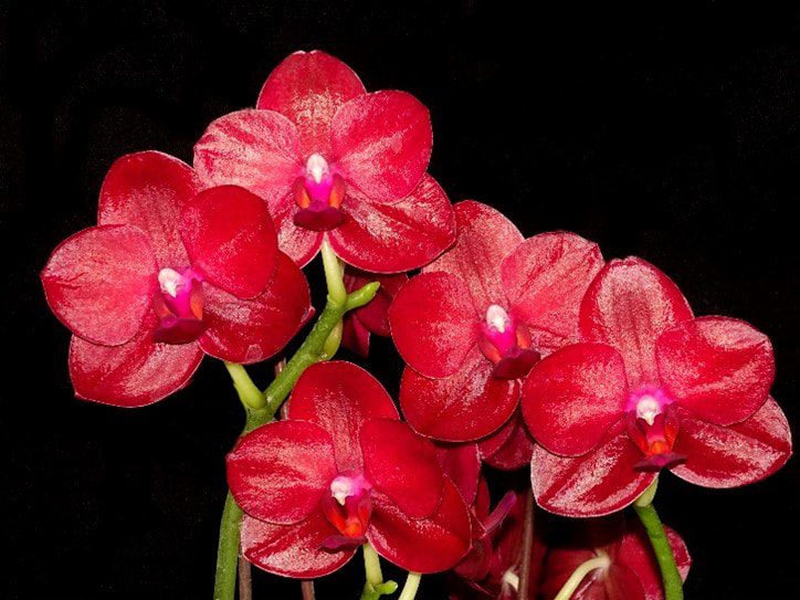 30Pcs Dragonfly Orchideen-Clips Orchid Grower Unterstützung Nette Gartenpflanze Blumen-Rebe Unterstützung Clips 