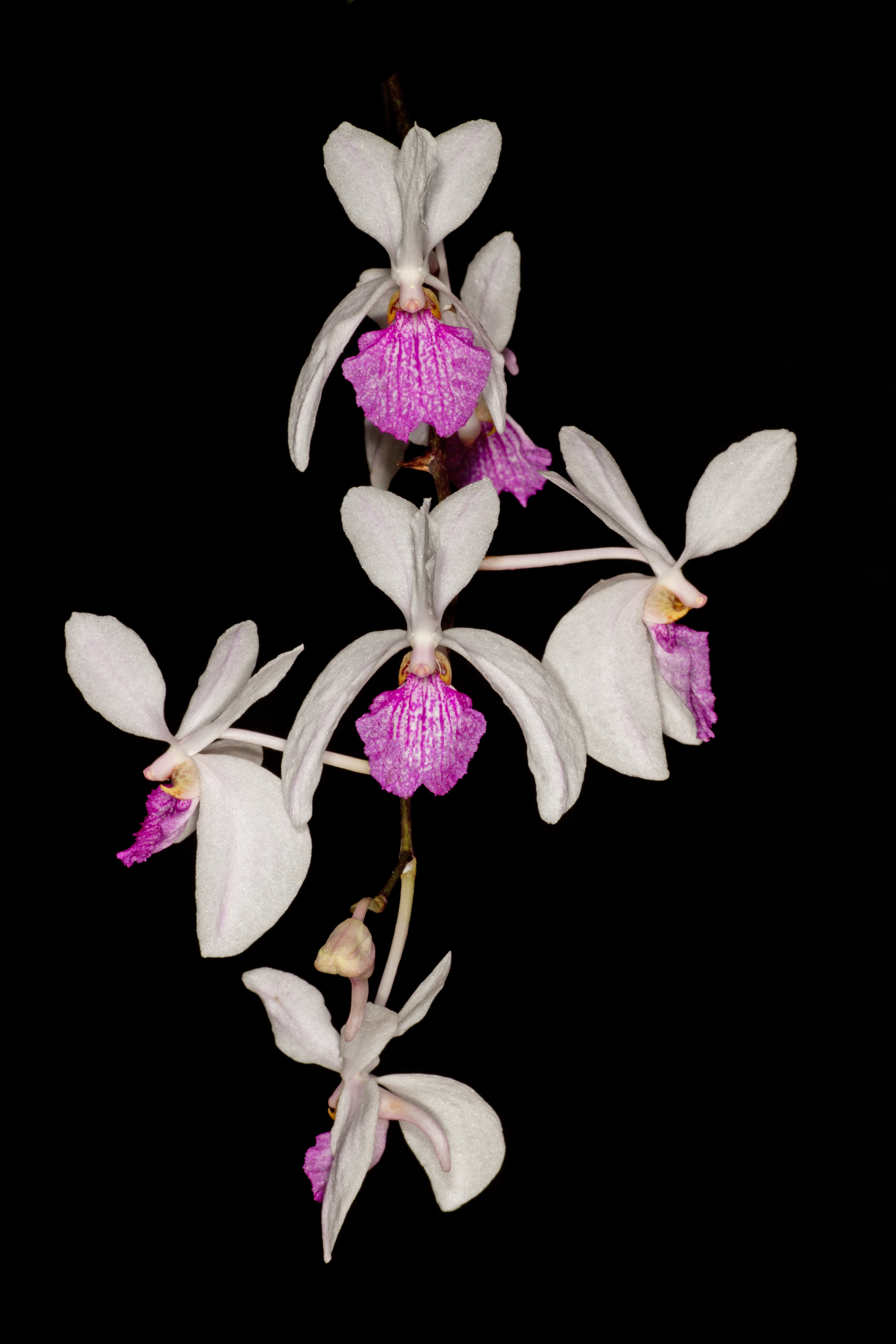 Orchids species Holcoglossum kimballianum 1 Plants bloom size