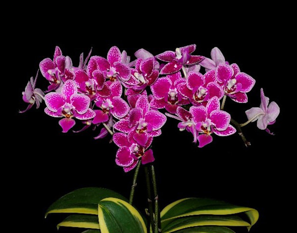 Orchideenstab en verre deuxième support réglable nouveauté top qualité Lauscha 