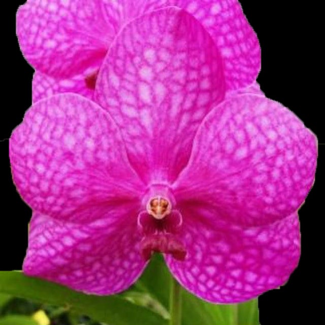 Popular Orchids